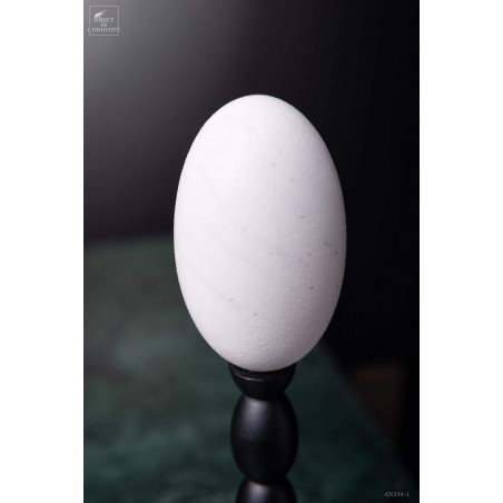 Egg of crocodile on black base