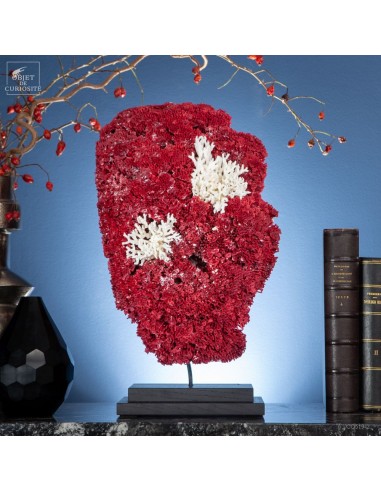 Corail rouge TUBIPORA MUSICA avec...