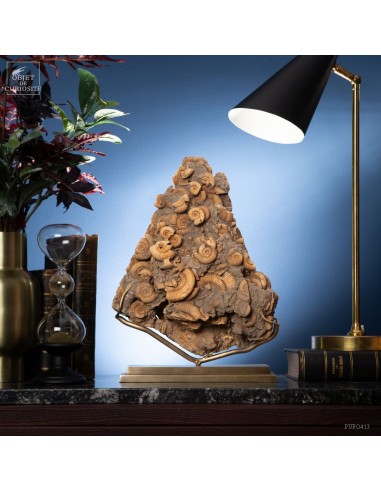 Groupe d'ammonites - DACTYLIOCERAS...