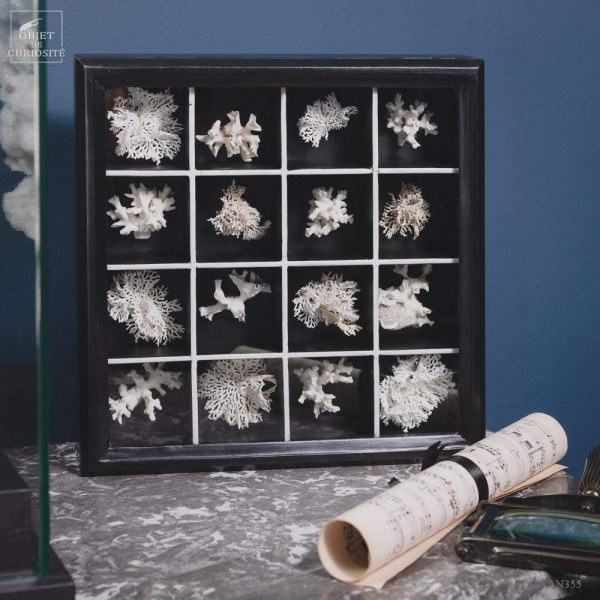 Collection of 16 white Bryozoaires in black box