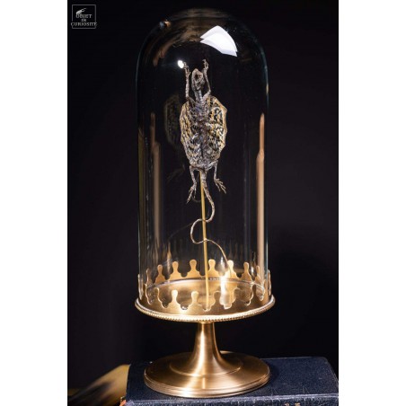 Flying lizard under glass with brass base