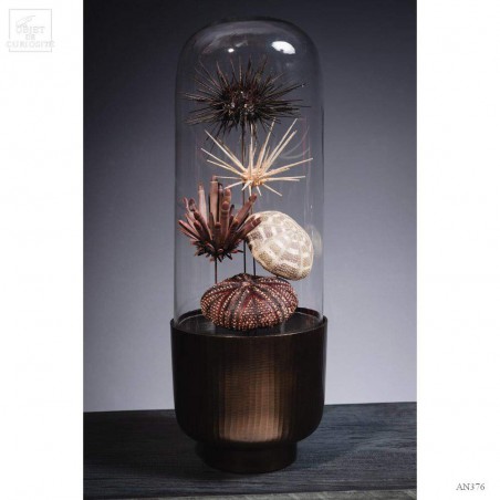 Urchins in family in capsule glass