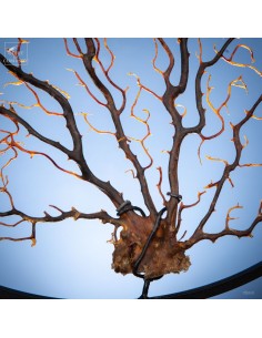 Spicky black sea fan in... 2
