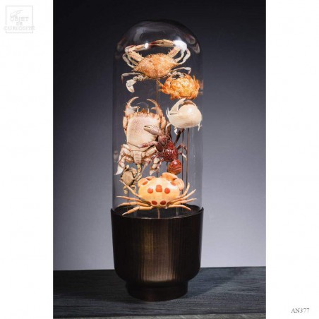 Family of 7 crabs in capsule glass