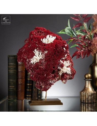 Red TUBIPORA MUSICA coral, brass base