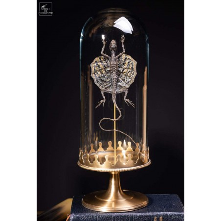 Flying lizard under glass with brass base