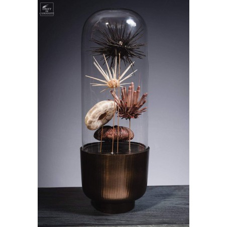 Urchins in family in capsule glass