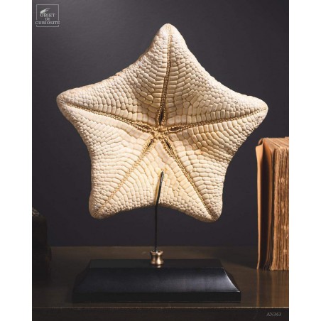 Starfish - Halithyle regularis- on black base