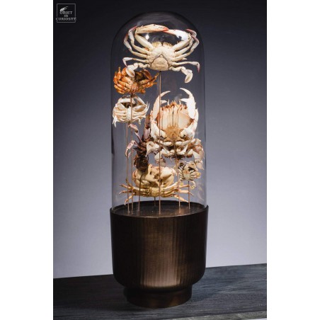 Family of 7 crabs in capsule glass