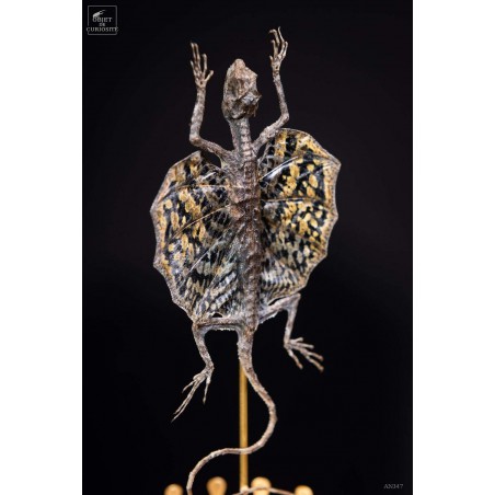 Flying lizard under glass with brass base