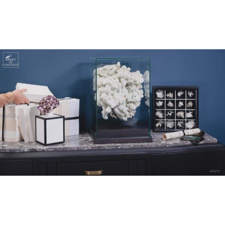 Collection of 16 white Bryozoaires in black box
