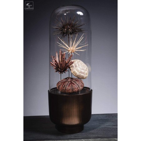 Urchins in family in capsule glass