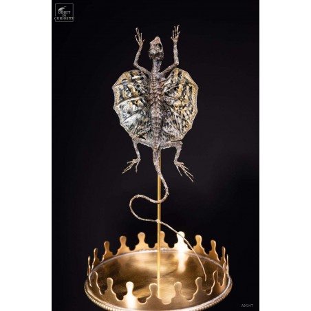Flying lizard under glass with brass base