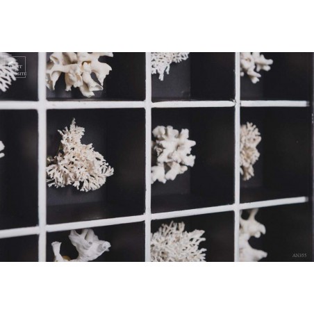 Collection of 16 white Bryozoaires in black box