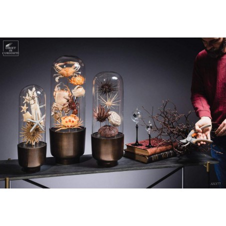 Family of 7 crabs in capsule glass