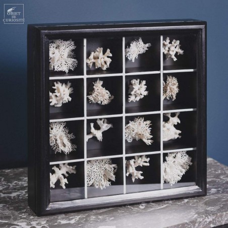 Collection of 16 white Bryozoaires in black box