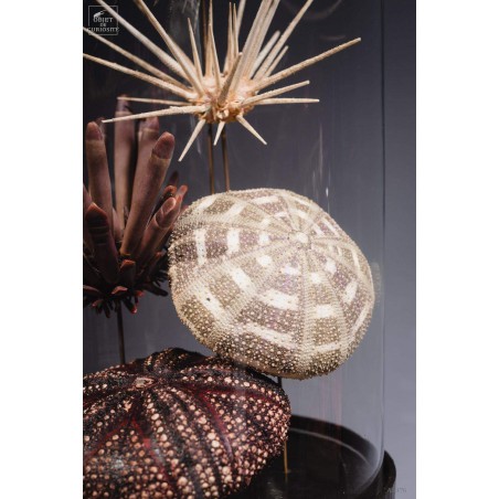 Urchins in family in capsule glass