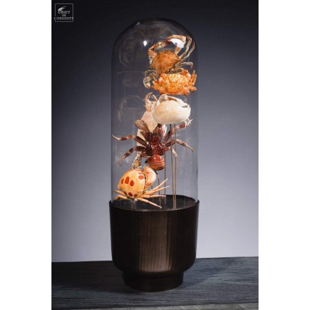 Family of 7 crabs in capsule glass