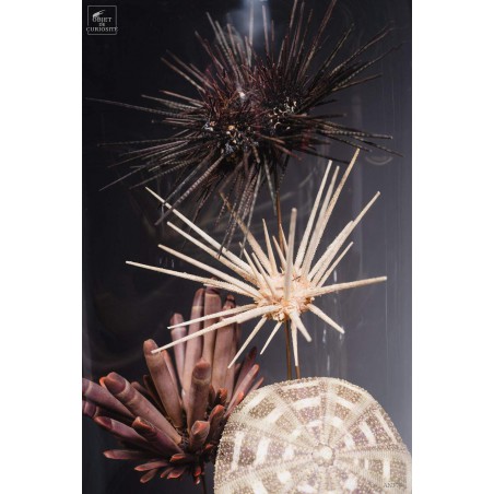 Urchins in family in capsule glass