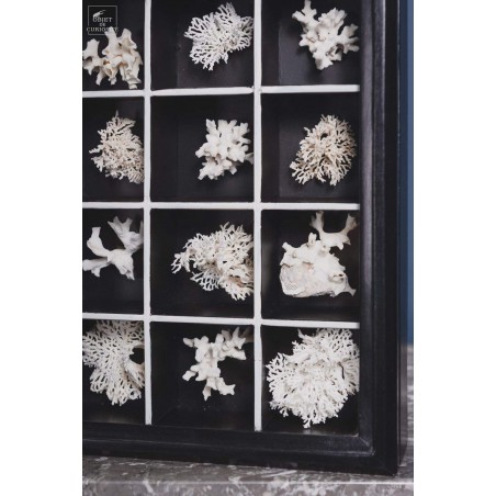 Collection of 16 white Bryozoaires in black box
