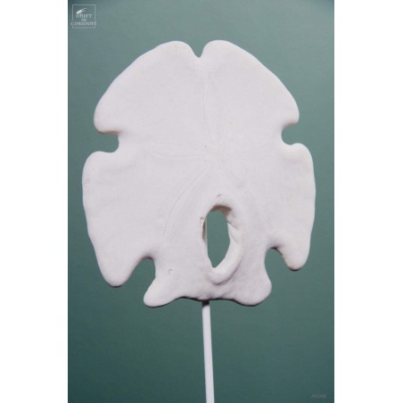  Sand dollar under glass