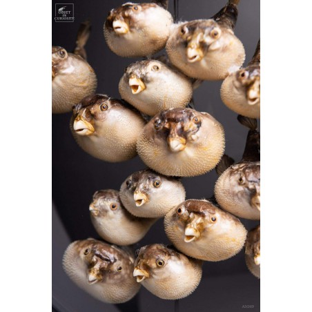 15 pufferfishes looking at you