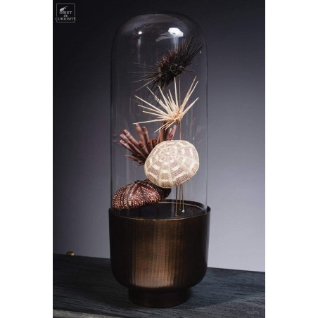 Urchins in family in capsule glass