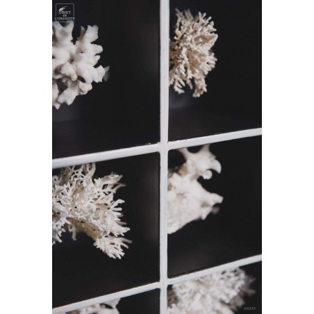 Collection of 16 white Bryozoaires in black box
