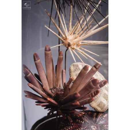 Urchins in family in capsule glass