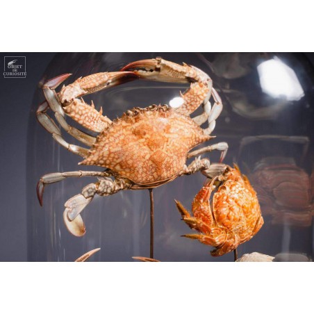 Family of 7 crabs in capsule glass