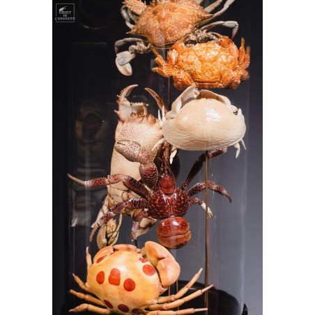 Family of 7 crabs in capsule glass