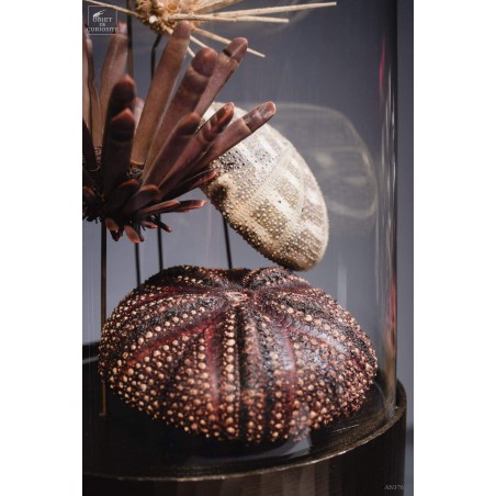 Urchins in family in capsule glass