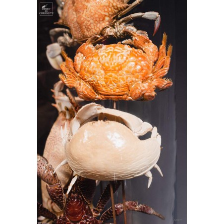 Family of 7 crabs in capsule glass