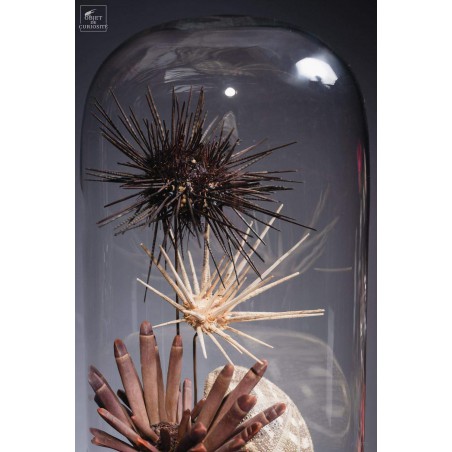 Urchins in family in capsule glass