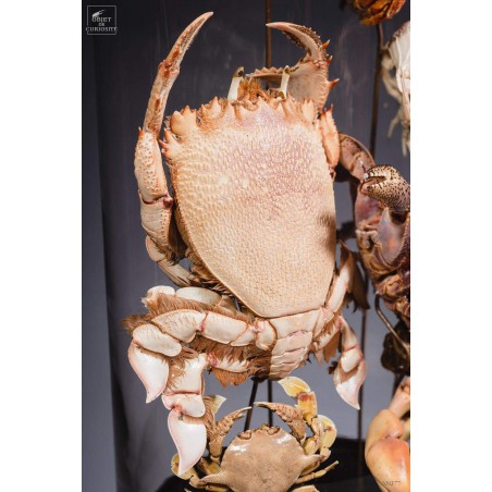 Family of 7 crabs in capsule glass
