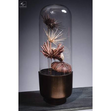 Urchins in family in capsule glass
