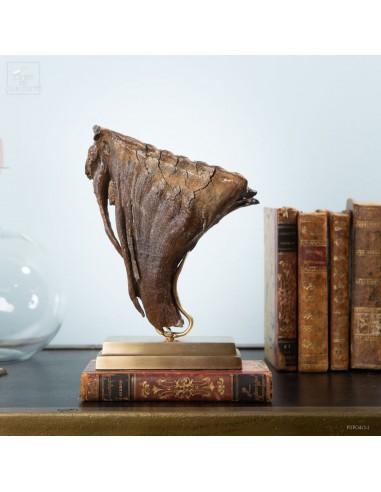 Mammoth teeth from Poland