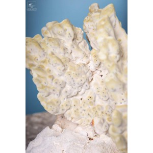 fire coral and Merulina on brass stand 2