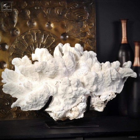 White coral extra large