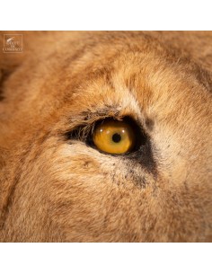 Taxidermy of a lion with... 2