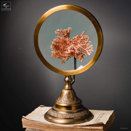 Corail de couleur, taille XL DISTICHOPORA SP.