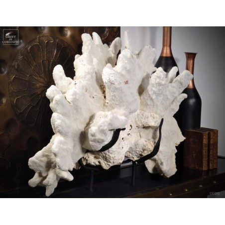 Corail patte de chat ACROPORA PALIFERA