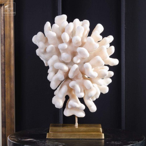 White coral - STYLOPHORA PISTILLATA