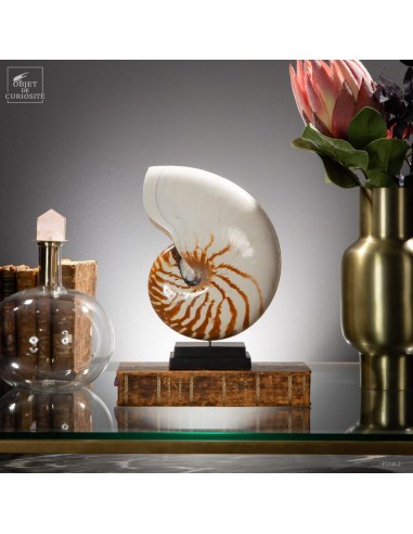 XL natural Nautilus on black stand.