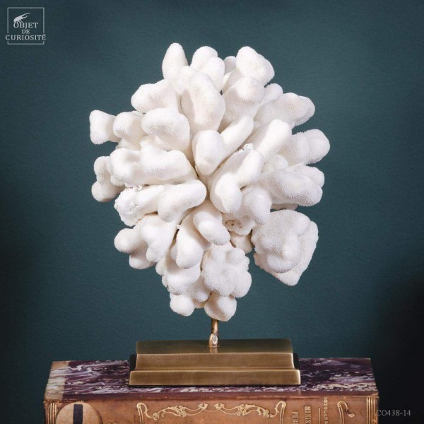 White coral - STYLOPHORA PISTILLATA