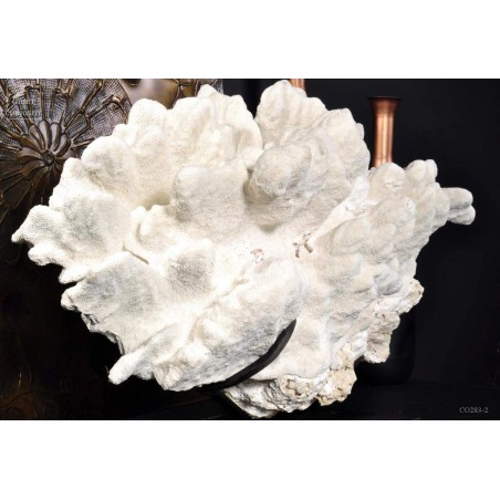 White coral extra large
