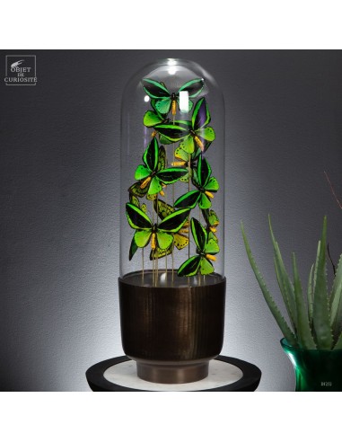 12 papillons ORNITHOPTERA dans globe...