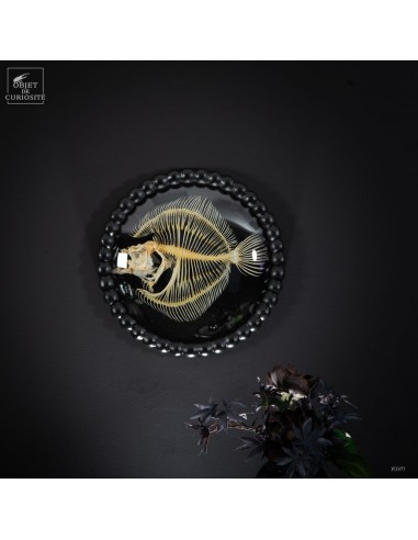 Squelette de poisson BARBUE dans...