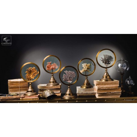 Corail de couleur, taille XL DISTICHOPORA SP.