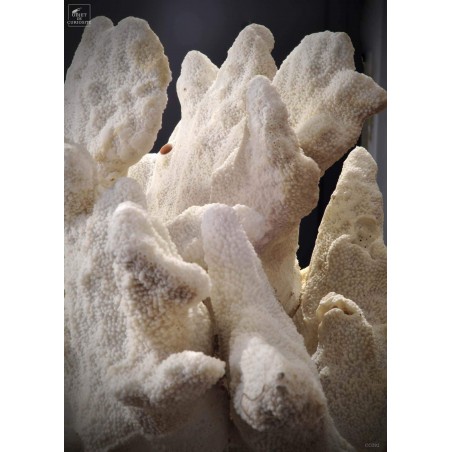 Corail patte de chat ACROPORA PALIFERA
